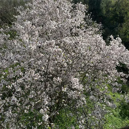 Casa Millved בית נופש Cutar